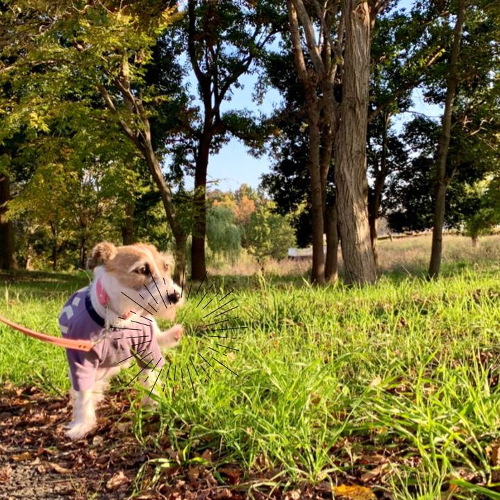 0e72638f 2bff 41c5 acf8 a95c49434806 1605254465233