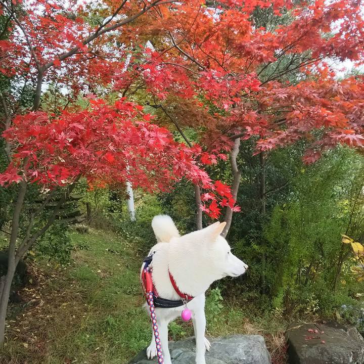 0e728416 2062 491c adaf d55e46e72001 1605503429067