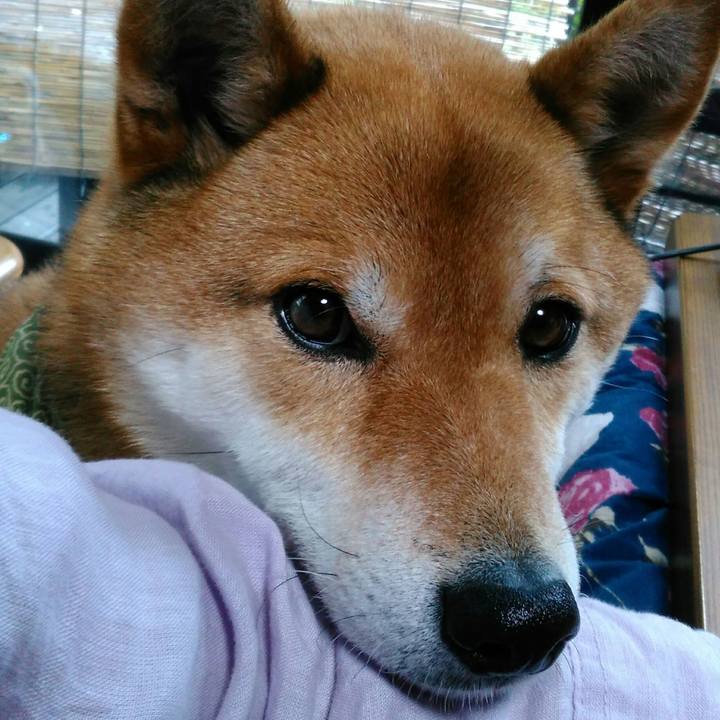 0e72a9dd c52f 4a45 ba0a 66ea4a640e28 1525922112777