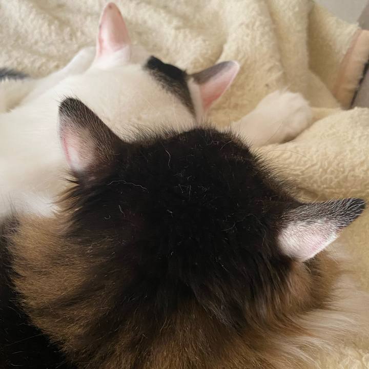 0e72d586 0f9c 4d97 ab75 aeee43fe9769 1692582157004