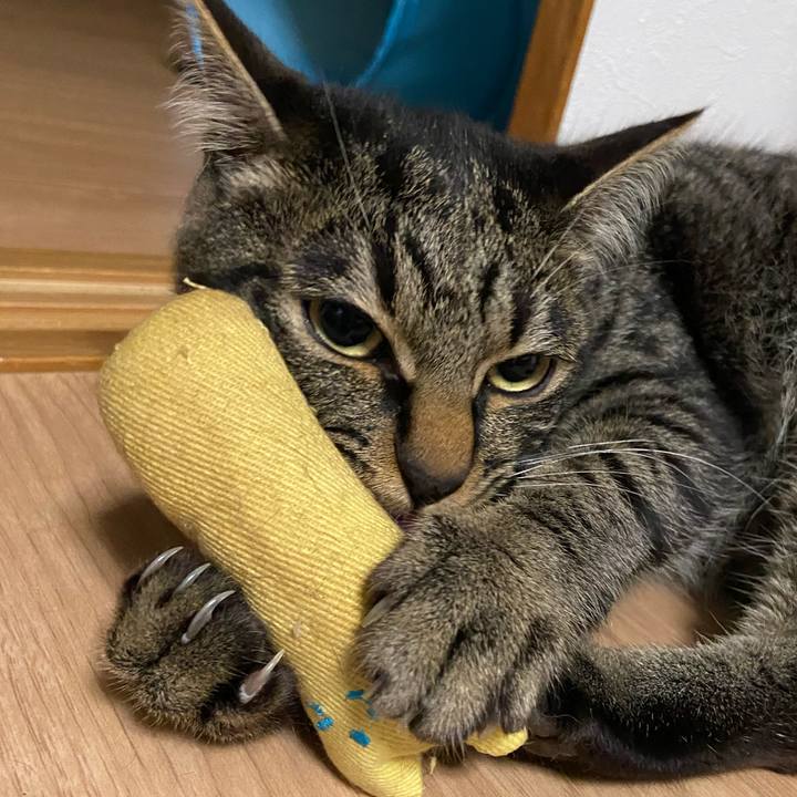 0e7488e2 7982 462b 8daa 41ce95cb3b29 1622289535754