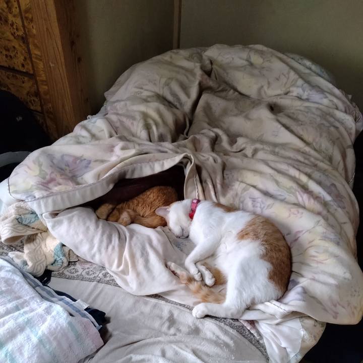 0e7a05f6 c62f 42d2 adc7 94cdd0ec0244 1745363763814