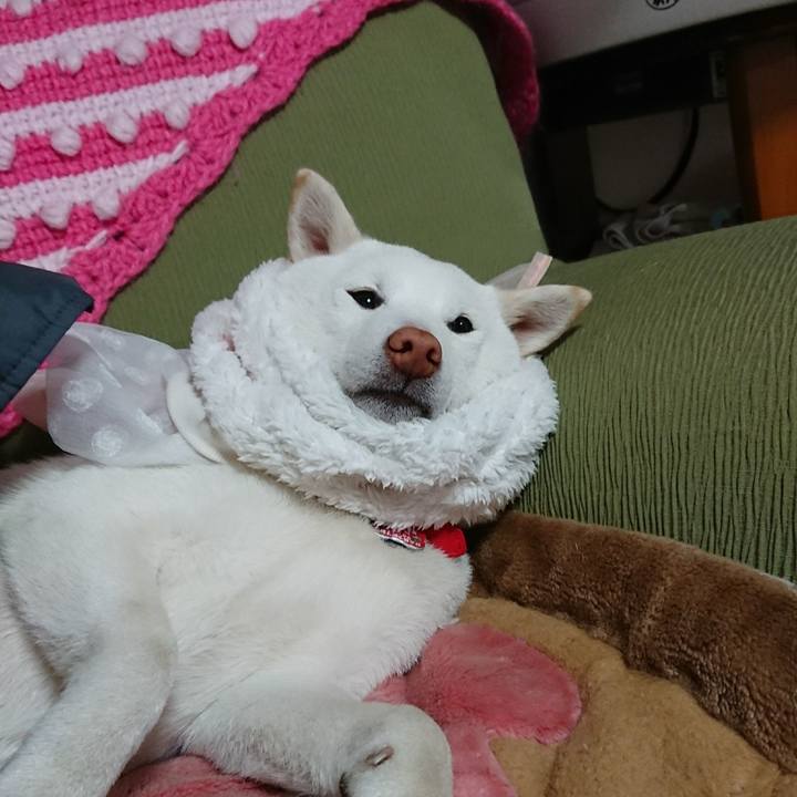 0e7e178e da81 4359 a196 230e863d5e08 1514031484386