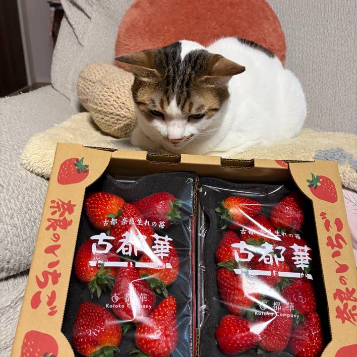 0e7e9833 3186 4135 9618 80fa7a660281 1774514137829