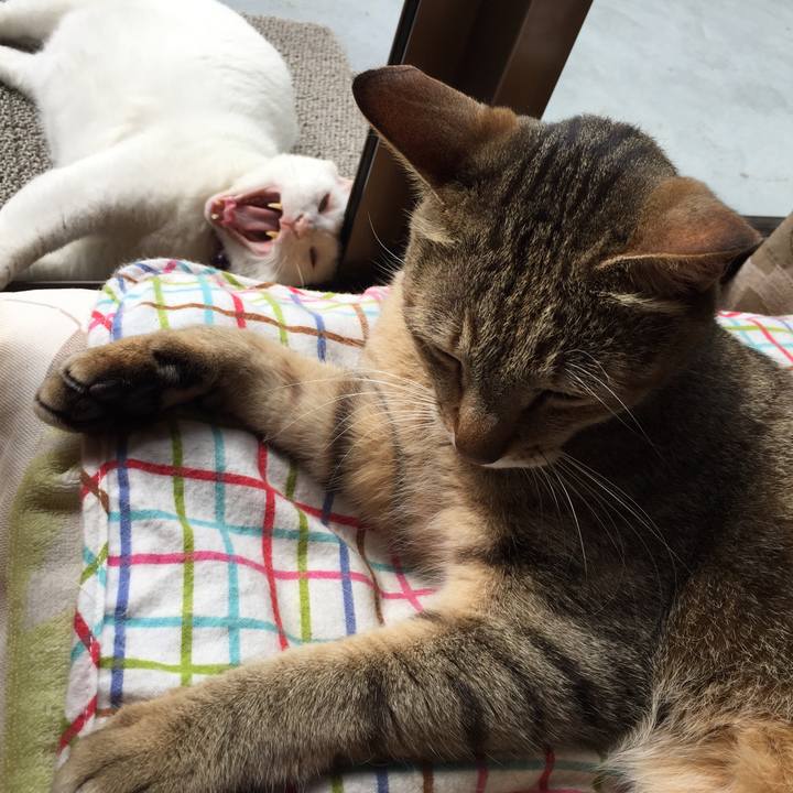 0e803c5d c045 44c0 afc4 b1bd9c4ec82c 1561246934529