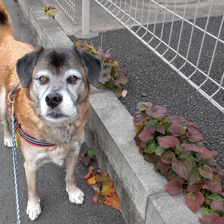 0e8141d3 631d 4be4 b17a c9ca05d8a892 1542673487678