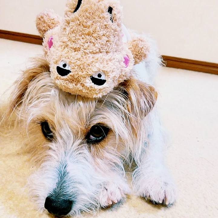 0e828e0b 11d2 4b63 819c 4053e494f170 1529497761750