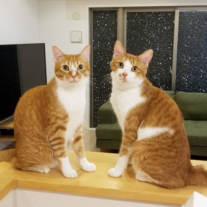 0e8795d4 689e 46d9 8740 dbe59793852b 1532188869506