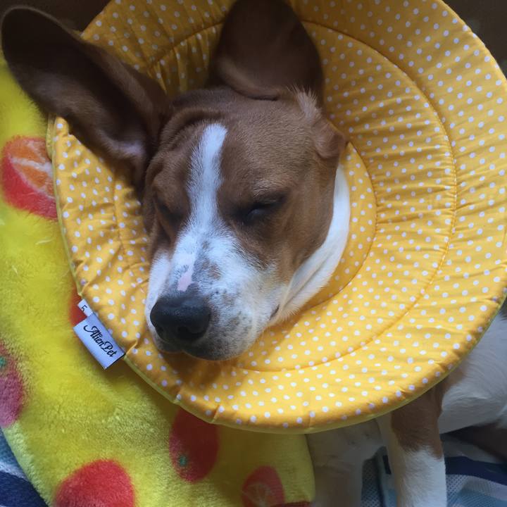 0e87bb65 98b9 4b7e a4e4 85dbfa9a0994 1524494845110