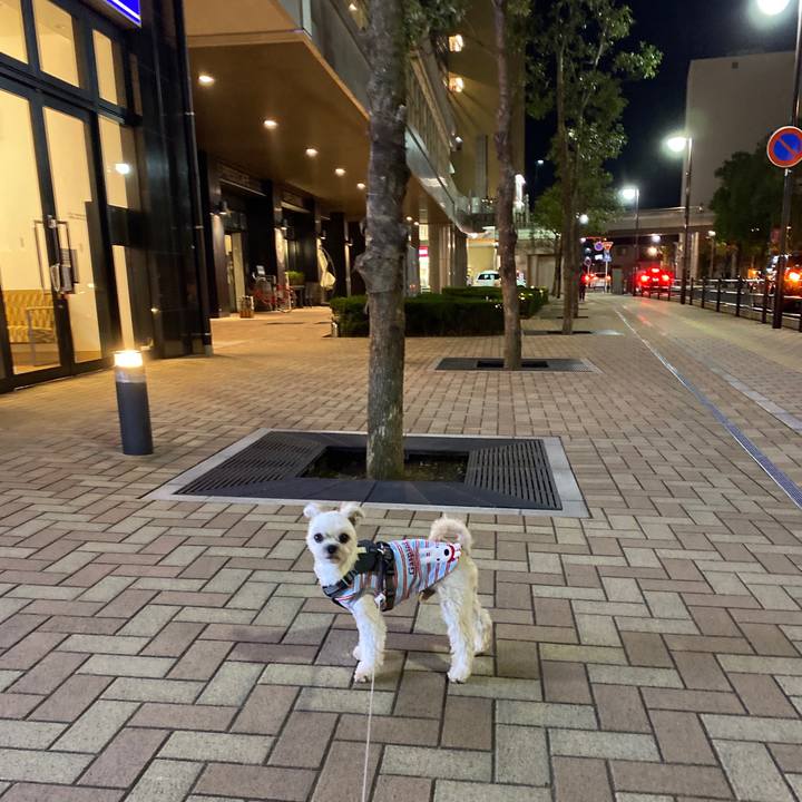 0e87e3dc b434 4bb6 9650 7a7daf3b0c30 1573561985249