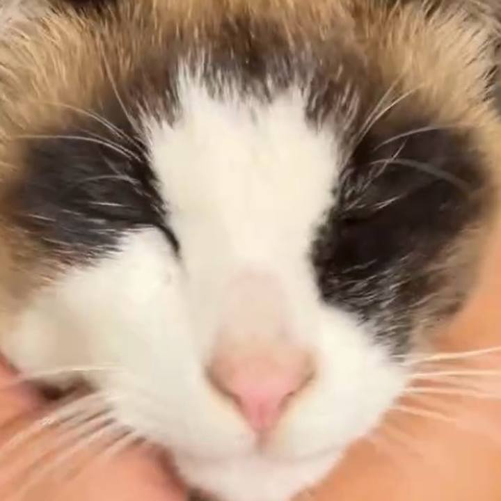 0e8a3c5f 86cd 41c2 aad0 f4fb89261446 1742521690313