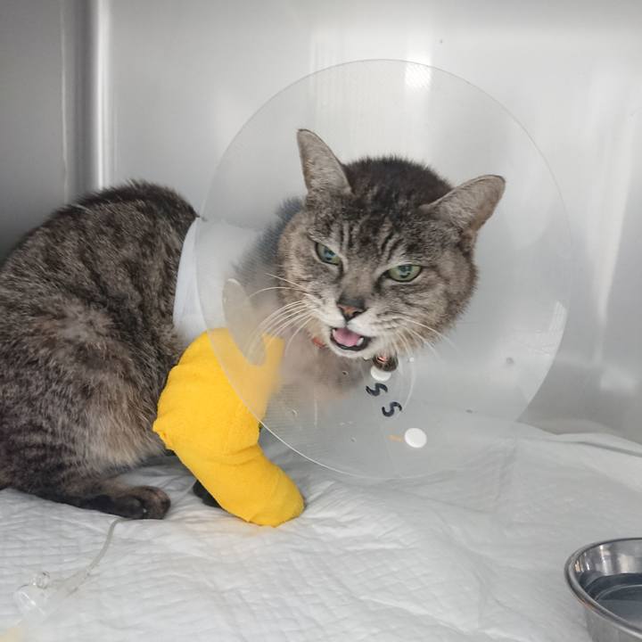 0e8e52ed eba6 4758 8434 e86779792274 1585984925274