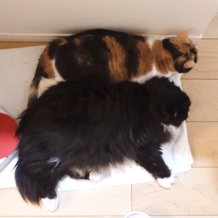 0e912534 dd51 48e2 98d0 42d281921910 1521561604815