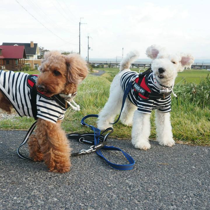 0e916a93 74ac 431e b16b a988f54e61c5 1508749526721