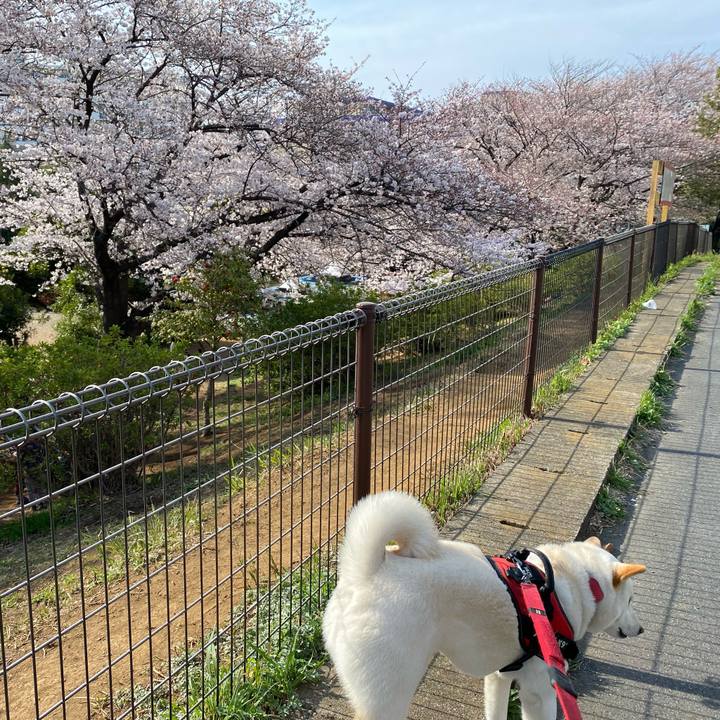 0e9554eb de8e 4bb8 b77f 81ce4cbeeb32 1617338892240