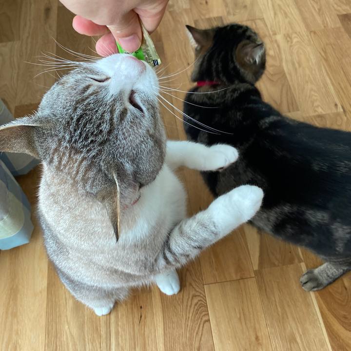 0e966996 f381 4d71 a6d6 cfa74cbe738e 1589093479486