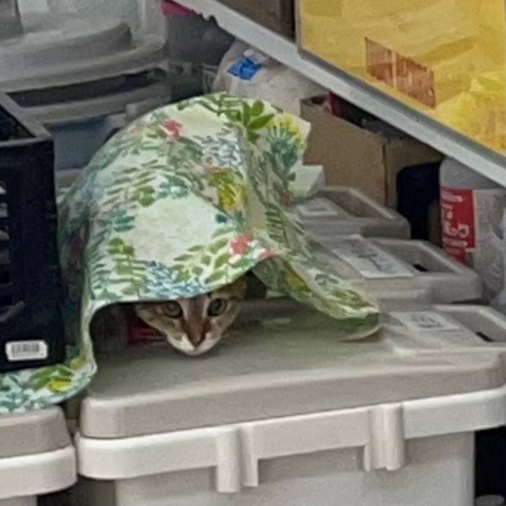 0e97ee64 4955 4a8e 8266 fbaf7ae5f063 1751982574336