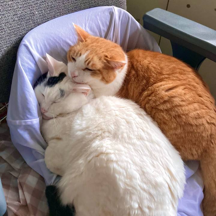 0e981000 247f 4a5d aacc b93237ecd00c 1684478591770