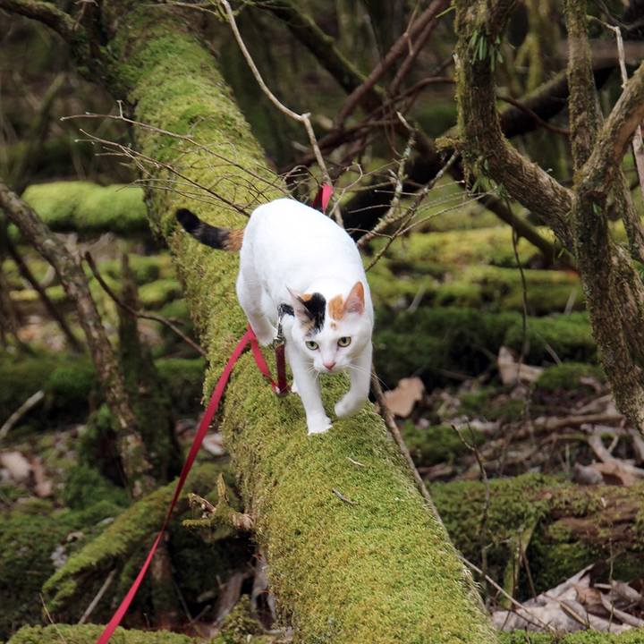 0e9cd706 3b7e 4243 9ddb 54da3bcd9ab1 1620259872639