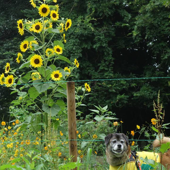 0e9f12a7 02a1 48a3 9e2b 55a26206c4ae 1529804066760