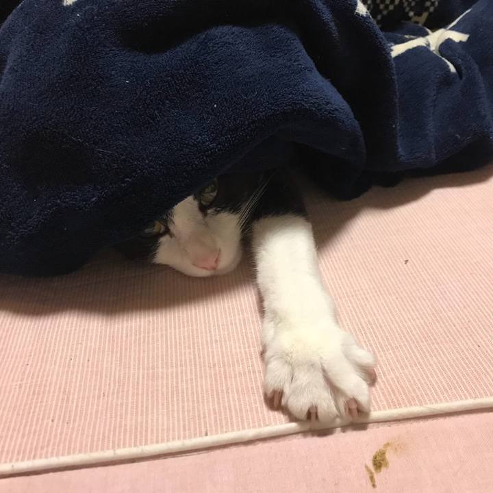 0ea1e9c3 7d4a 4374 a8a3 124af5b6aeb0 1511188784198