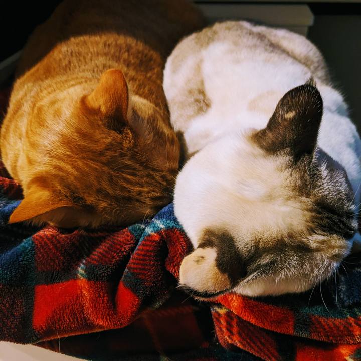 0ea2a640 5c47 424a 8674 a669f9804b8b 1738378633801