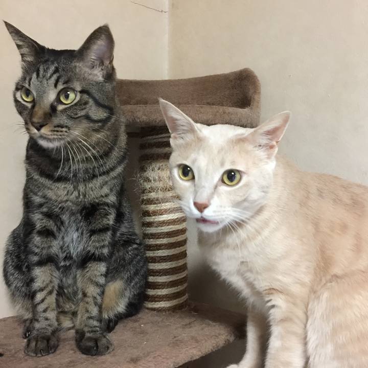 0ea48b7c 2bb8 442a 8b0c 05fbd5205af3 1512467906978