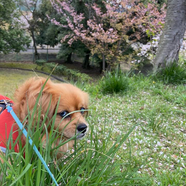 0ea7bd81 0558 4590 b0d1 f54a637a3be7 1617399526483