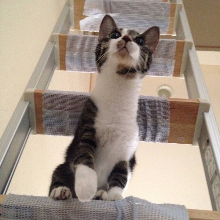 0ea80bdb 4acc 4575 9034 541ecb61c4e9 1507953924348