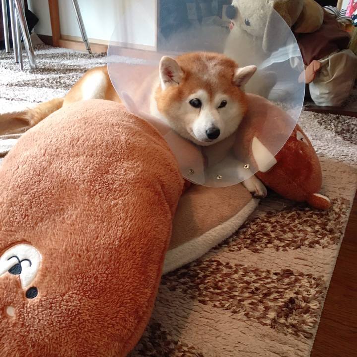 0eabd3bd a9be 4b49 9fcd a9a3abeee7d2 1584161007832