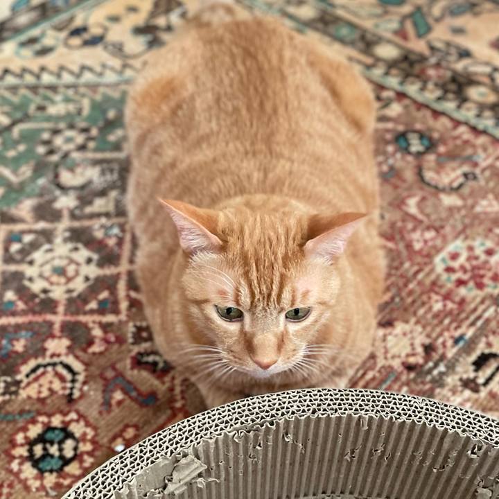 0ead1ca9 bc00 4500 ae6e 2be60b10fb39 1667194345314