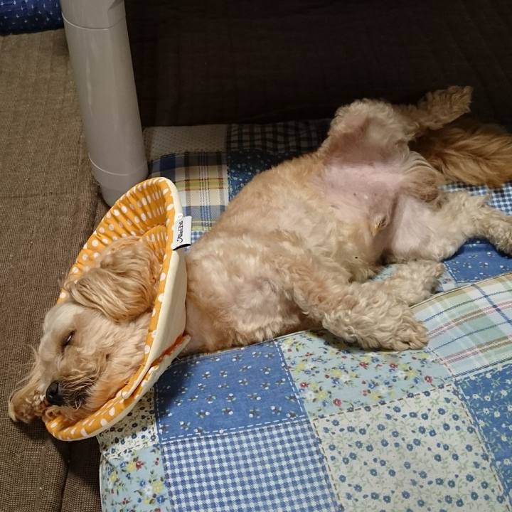 0eafa567 587b 48da b735 3071f45ee6fd 1561901823279