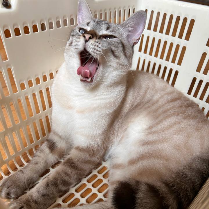 0eb3a6a3 fca1 40f8 b5f4 77e1850e8232 1755563368942