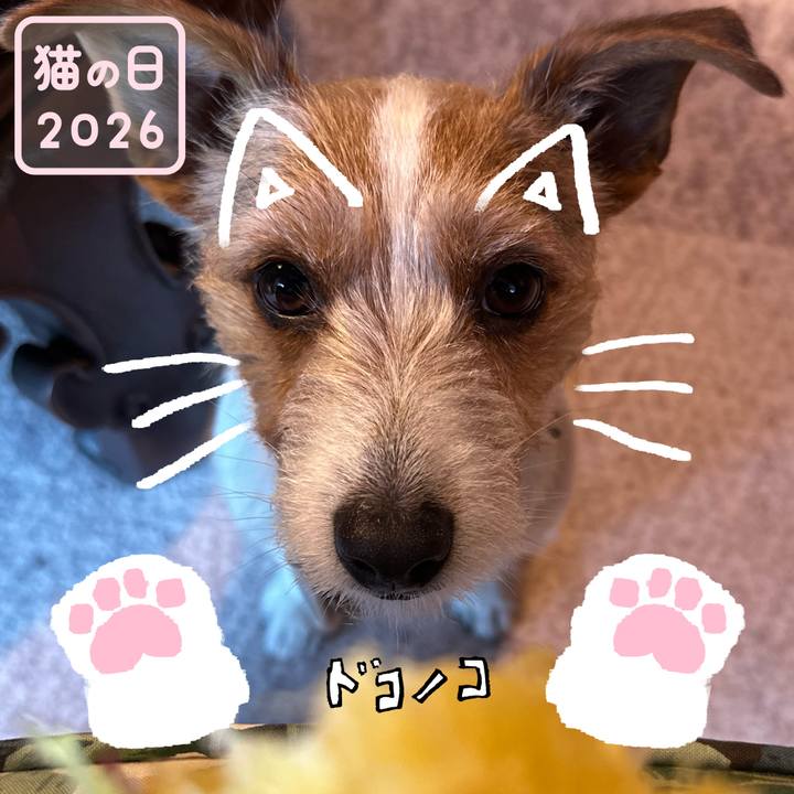 0eb52433 c61e 483c a5ea 4272878604ae 1771730445311