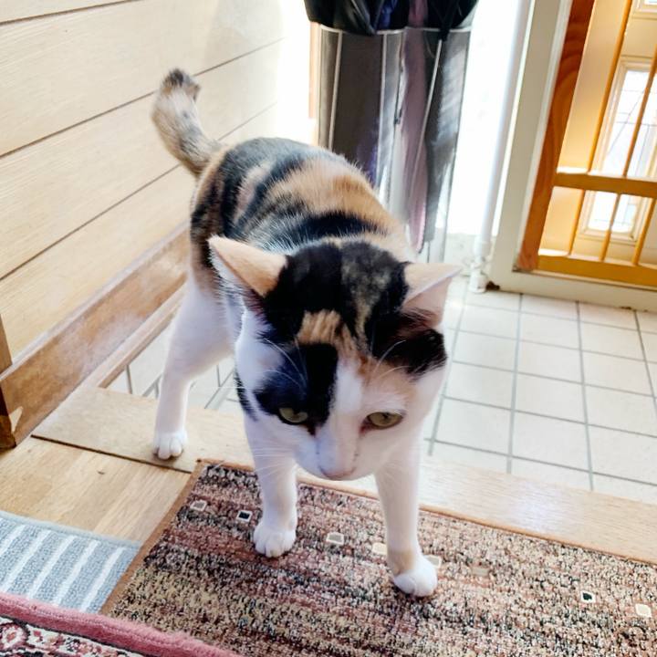 0ec07995 34a9 42df 8c96 b861106cdc90 1541903079148