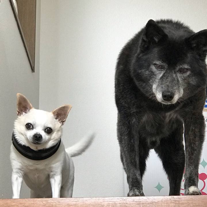 0ec180e2 88f0 416c a5e2 c44f63095e46 1556870201381