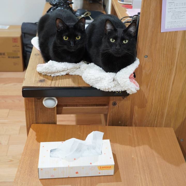 0ec1cf9a 50a4 4542 9fdc 5fee1c8617de 1583156191942