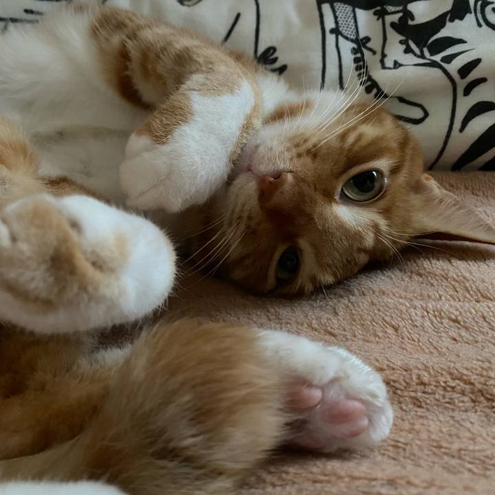 0ec25721 69df 4651 8925 4ec0bed33b69 1589726501116