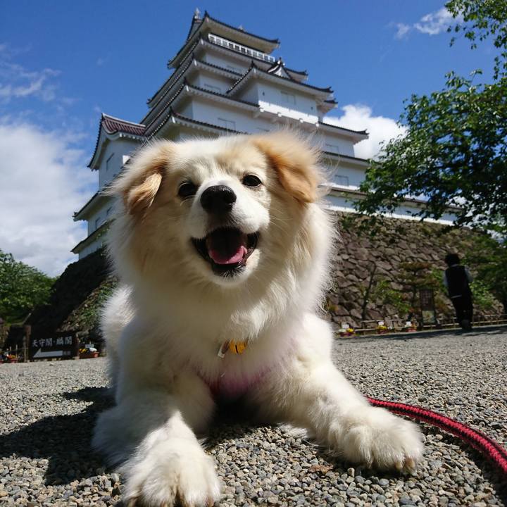 0ec2f7ef 388d 4e4c b843 b4bc23403b2e 1526273555341