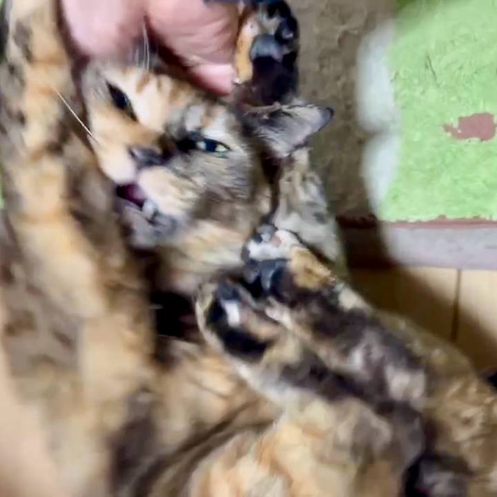 0ec43903 2323 4215 8d1a 98631dd2dadc 1774819595825