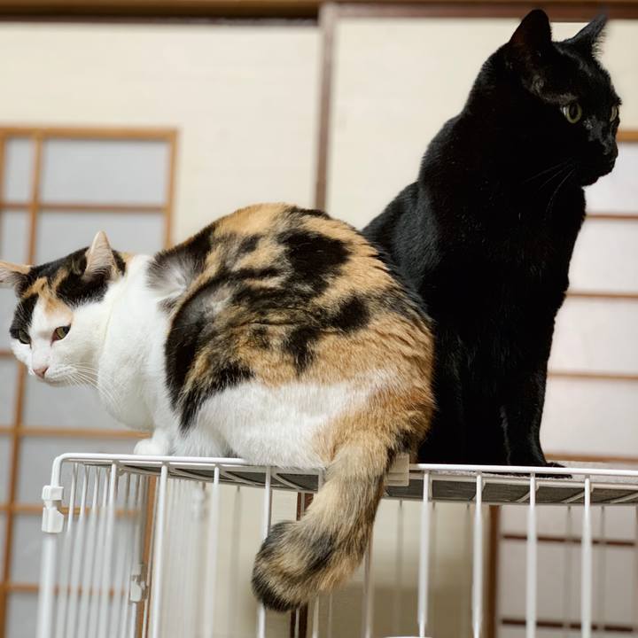 0ec68b89 818c 4aff 913f d94498abc504 1548645242218