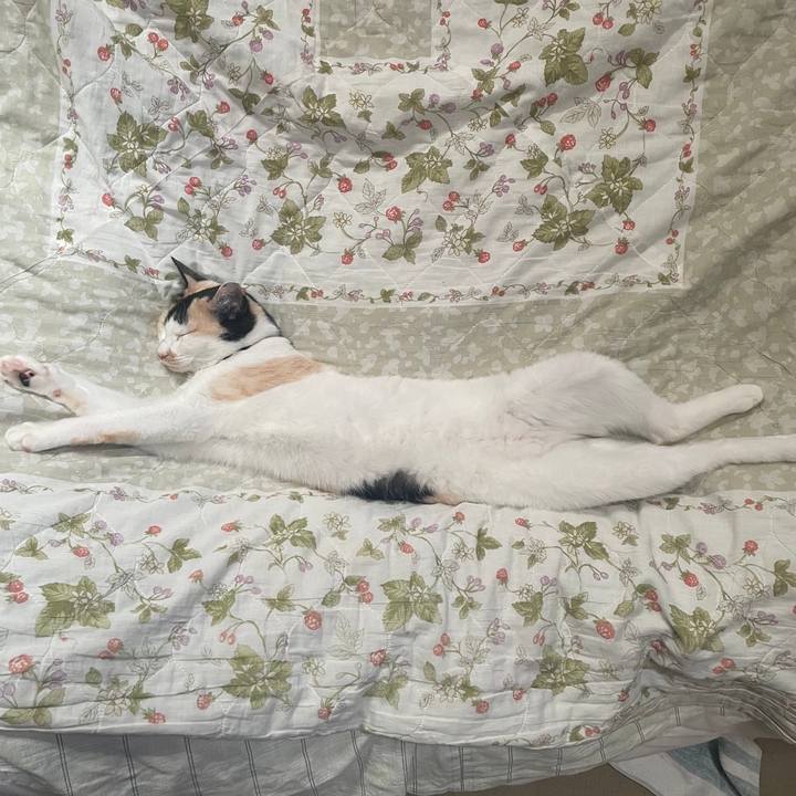 0ed47797 3e1e 4bb0 b9cf c328b58141cc 1716960928833