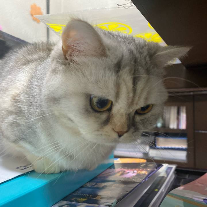 0ed50c1c 6887 49f3 9971 8579cb59a356 1738159499544