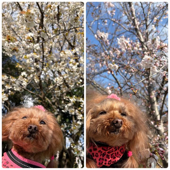 0ed84d49 097d 4d74 829a 1662c765f54a 1774526004841