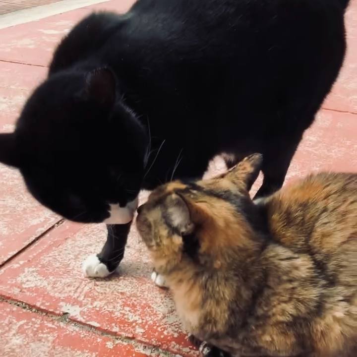 0edc8479 2103 47e3 b30e 983589238242 1743483438819