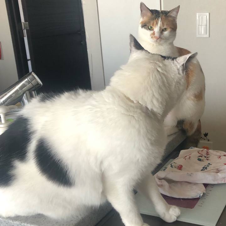 0edee251 2b55 496a b116 93beaed8efc6 1586403794583