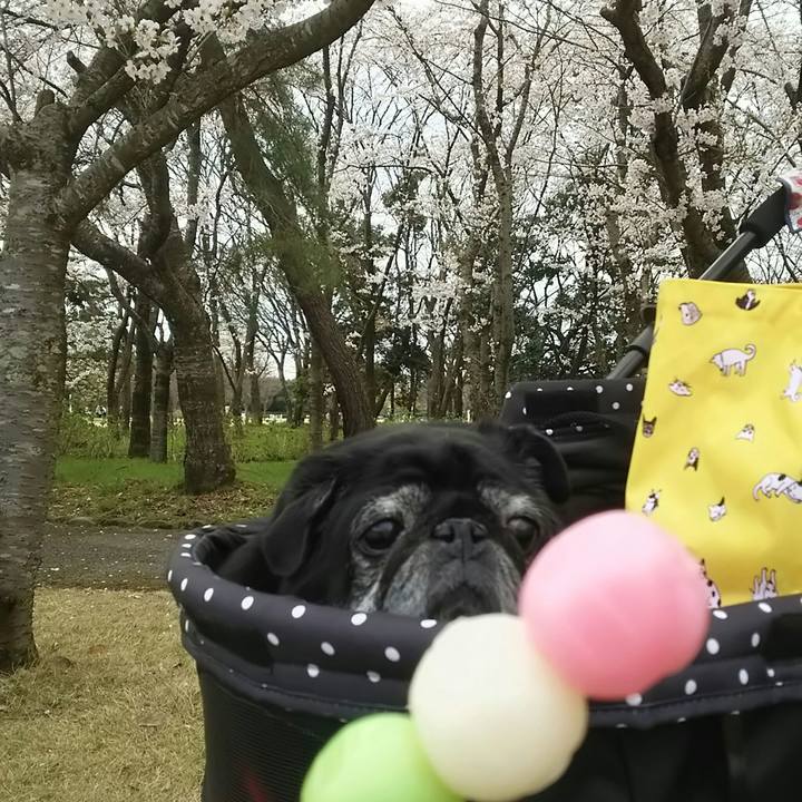 0ee00afe fa39 40f9 a68e 701cb4dba284 1523807067942