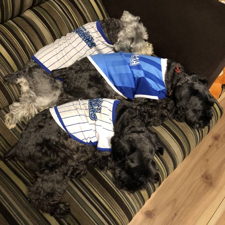 0ee2da88 adb9 4c1f bfca 556458e9243f 1528891527805