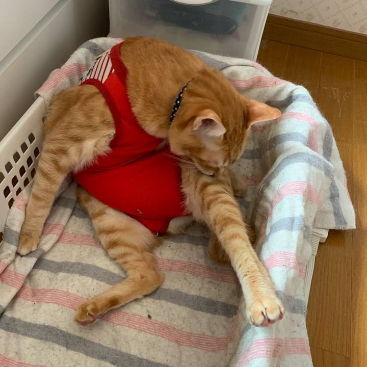 0ee54228 0883 4bbd abc8 02c175a1772a 1589685102309