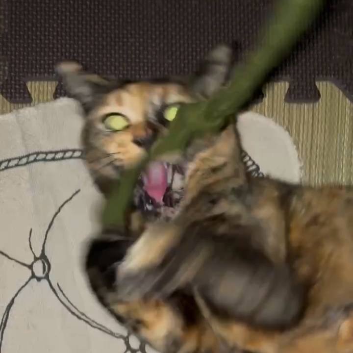 0ee54947 a605 4ddb bcd8 b44a75ce1e4d 1745264458055